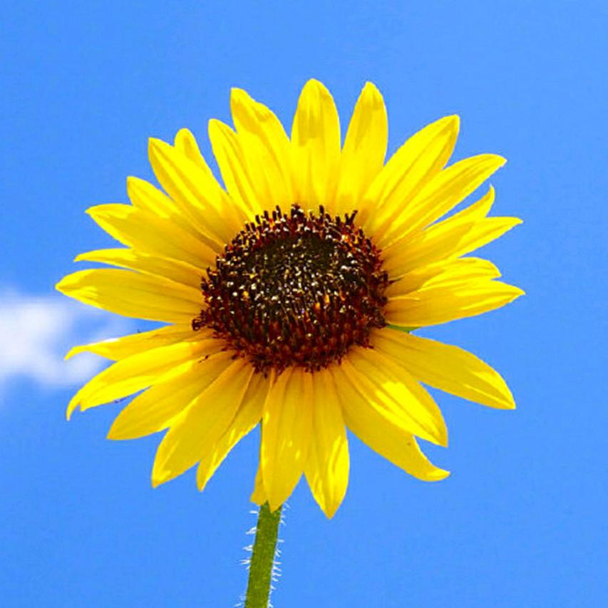 一路向阳🌻