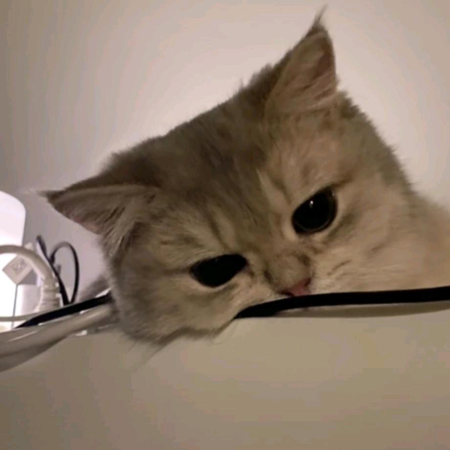 is的迷亭