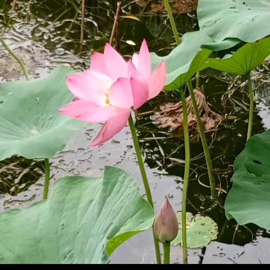 金色年华🤗🤗