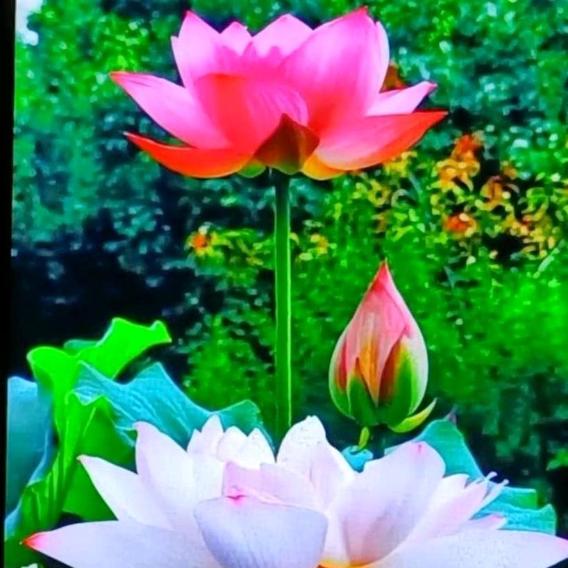 青青河边草