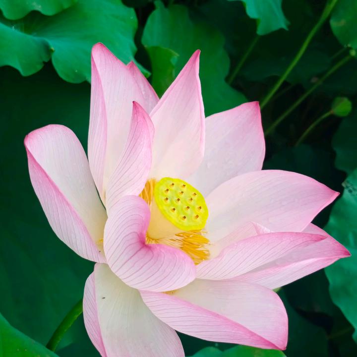 郁金香🌷🌷🌷