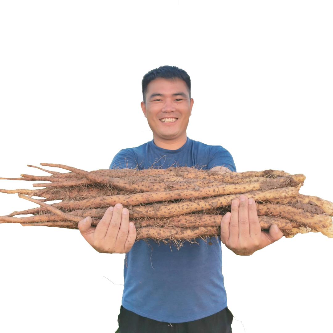 三少垆土铁棍山药(怀山药)