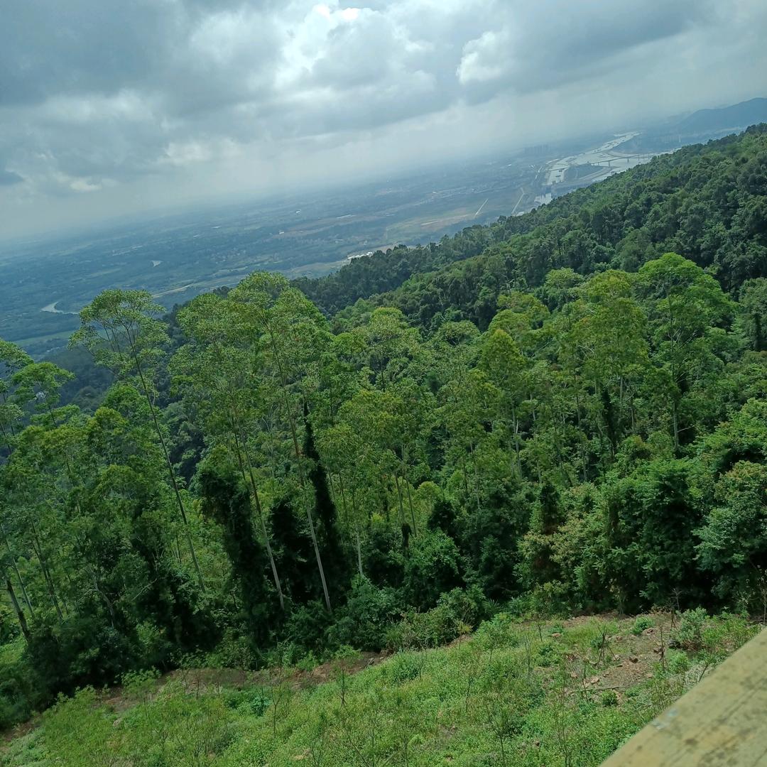 🌴小黄人🌴🧞‍♀️