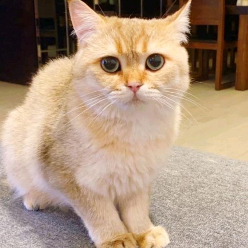 退休仓鼠旅行中