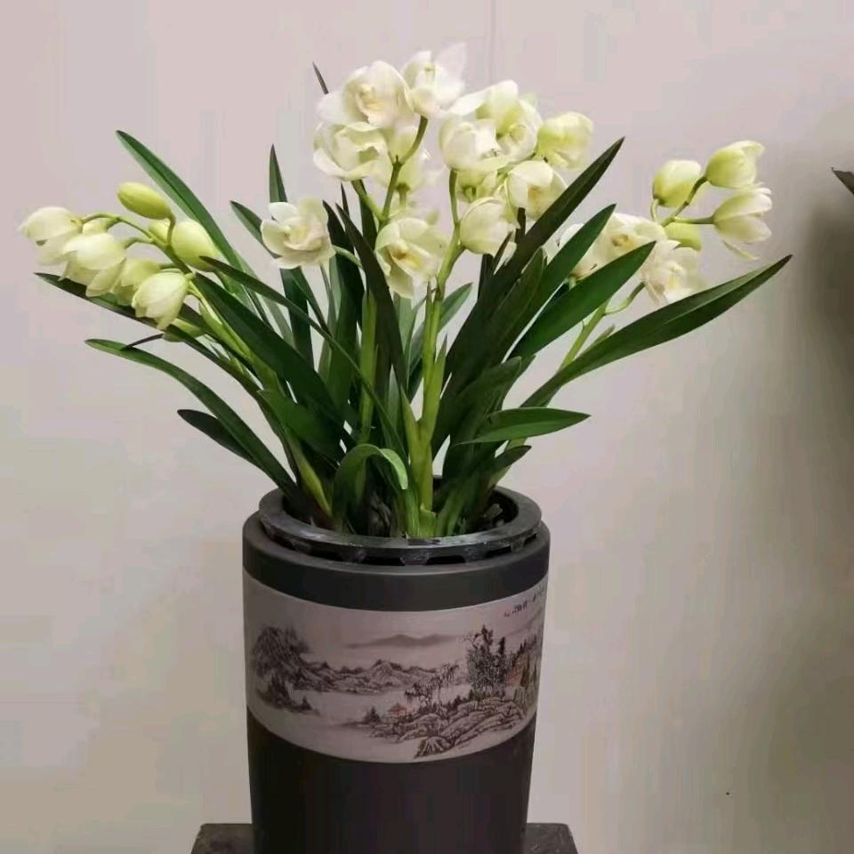 淘宝花卉批发零售基地