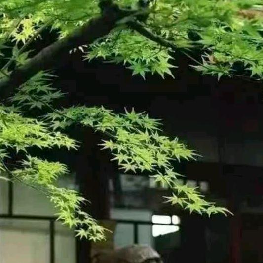 同桌