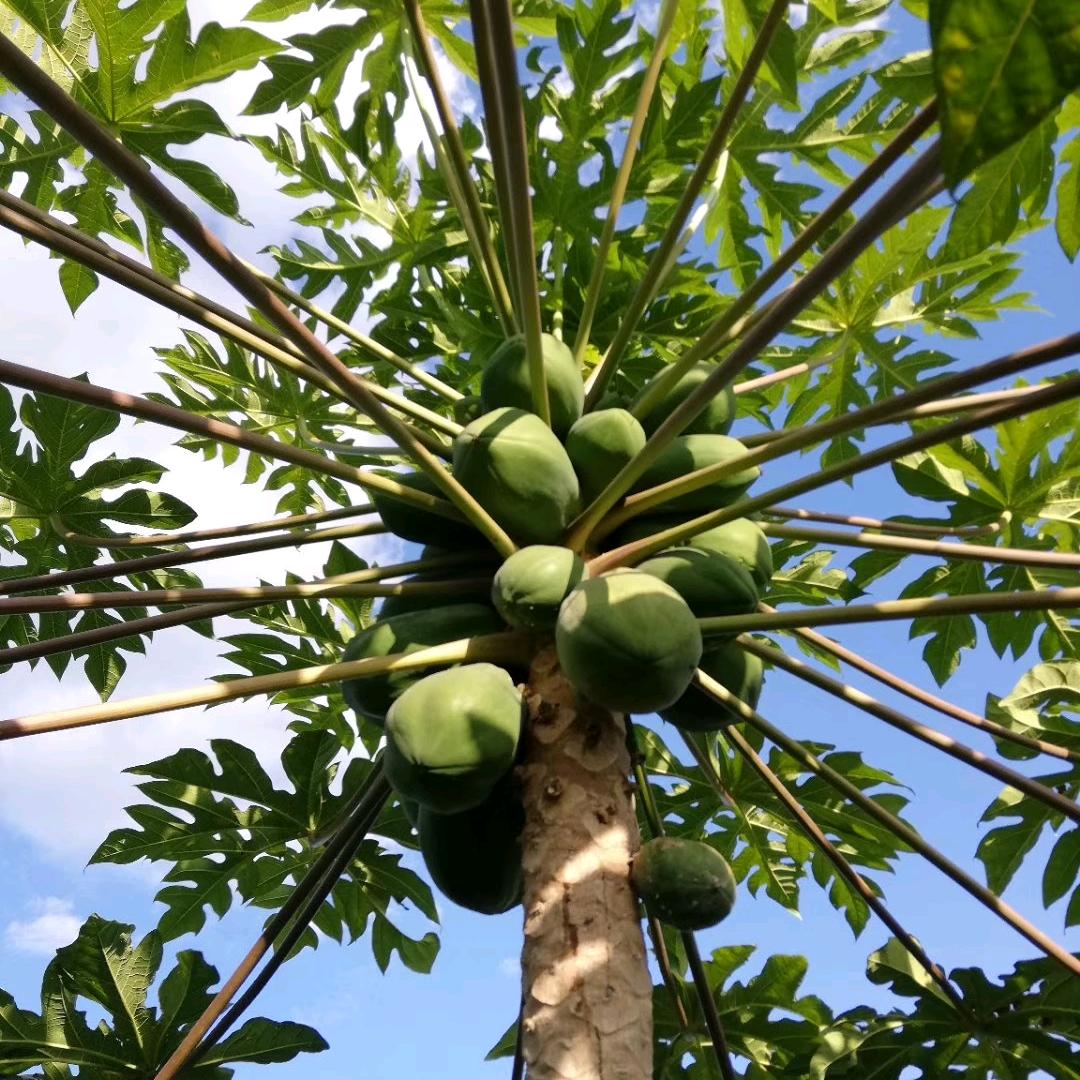 蚂蚁飞过