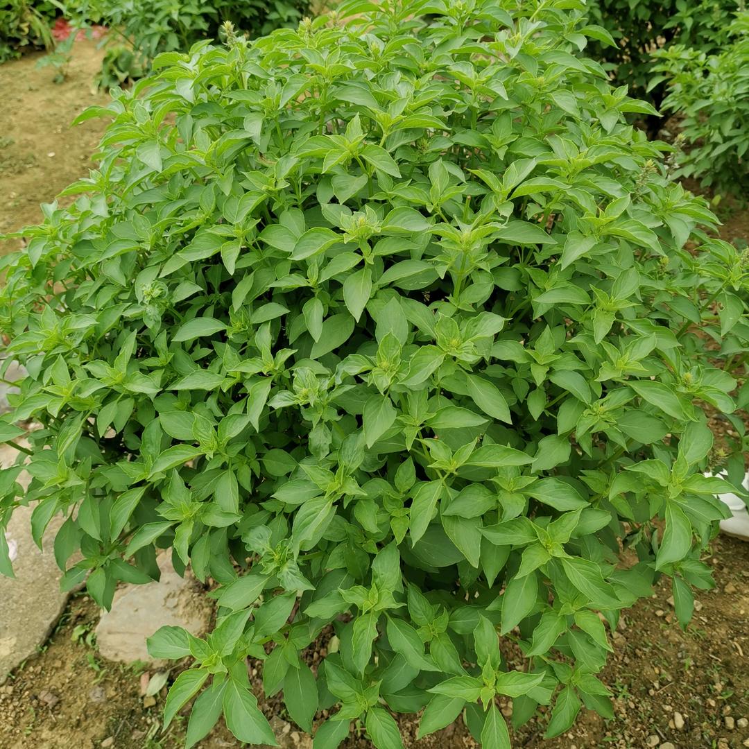 @鸿鸿火火