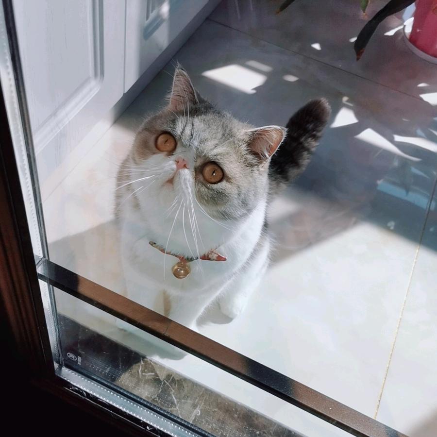 毒蝎子
