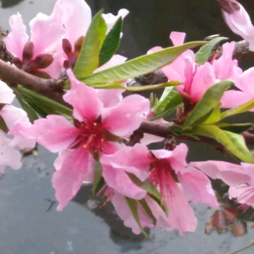 小菊