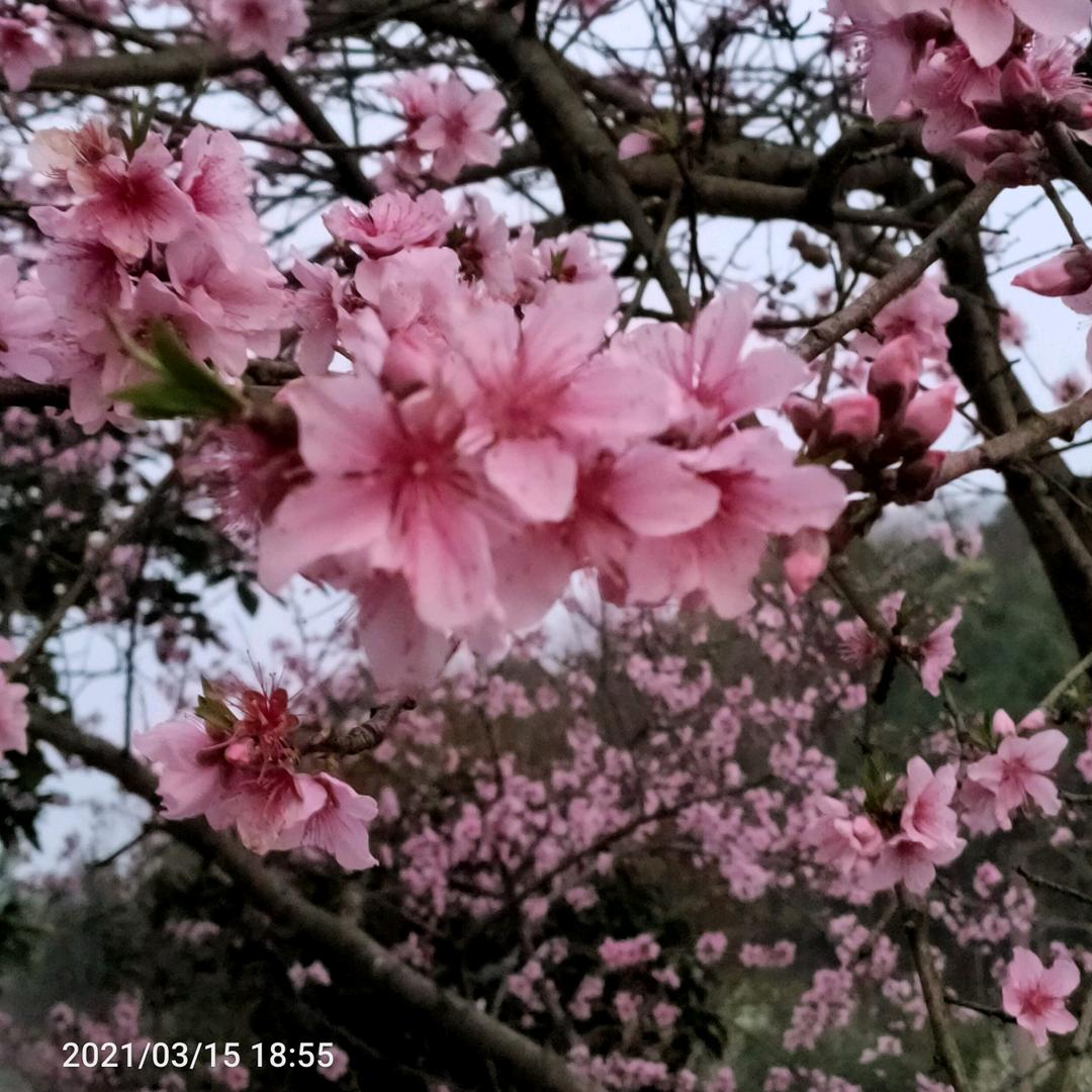 ꧁拨得云开见月明꧂