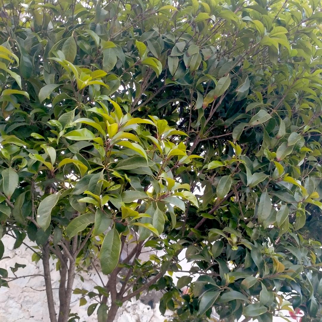 彭献東