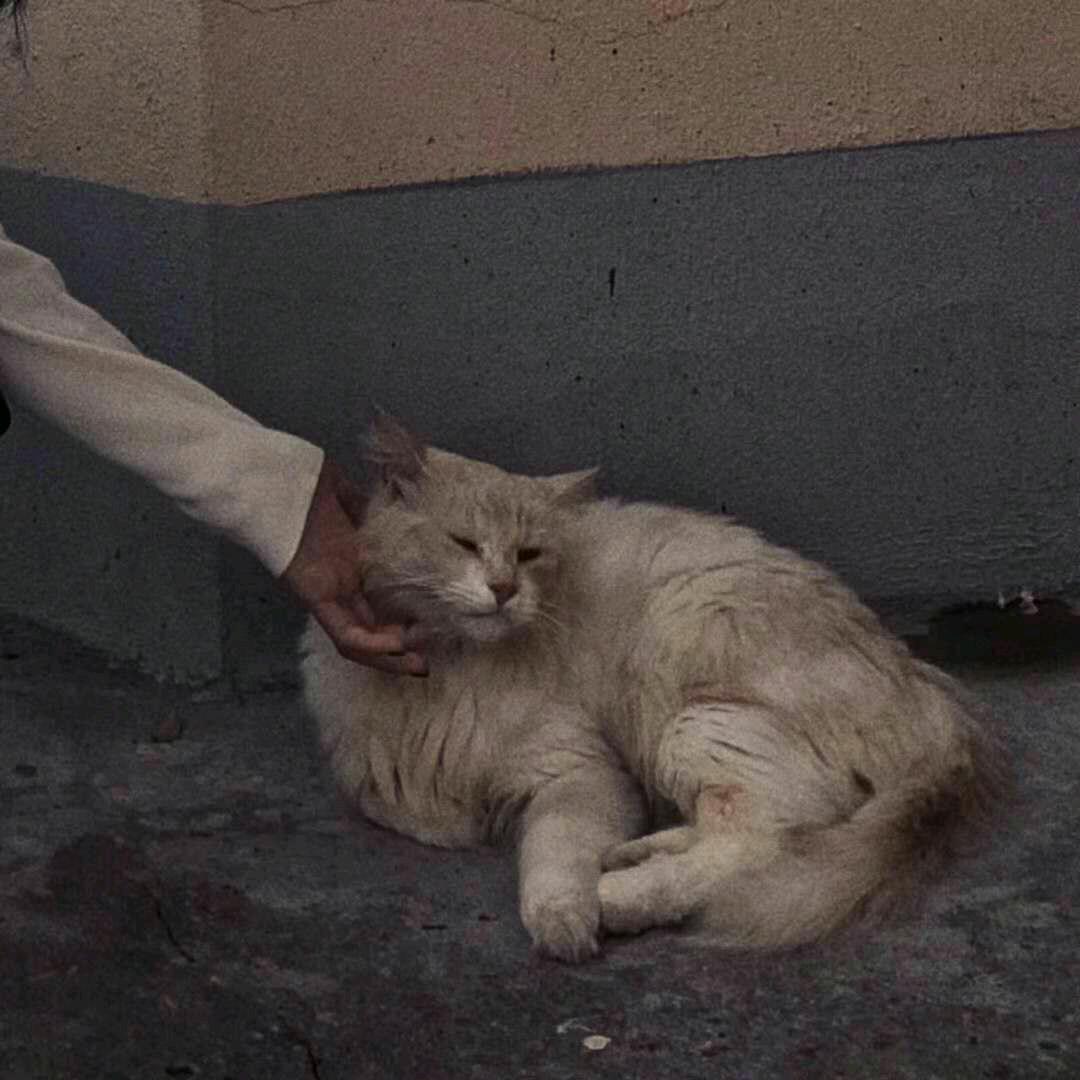 烊烊