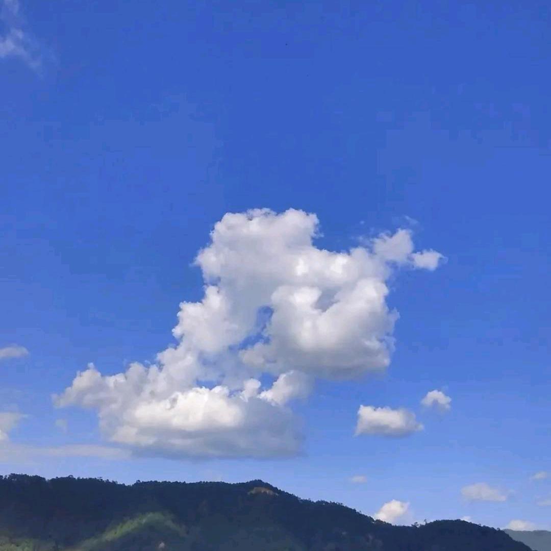长期大量收购销售紫罗兰