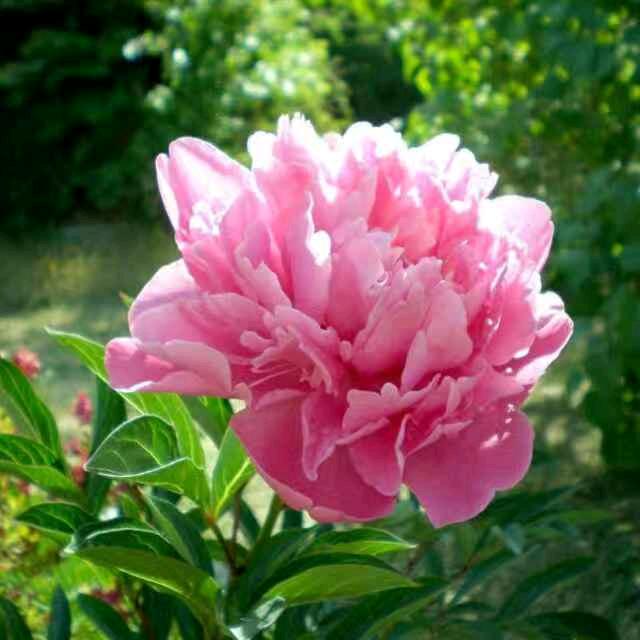 牡丹花