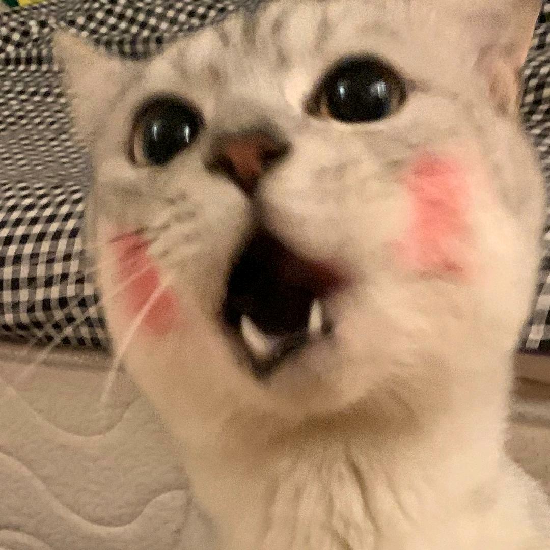 喵喵真可爱