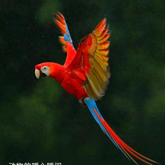 天天鱼乐（主）