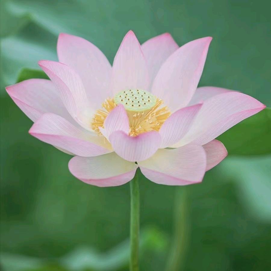 常平