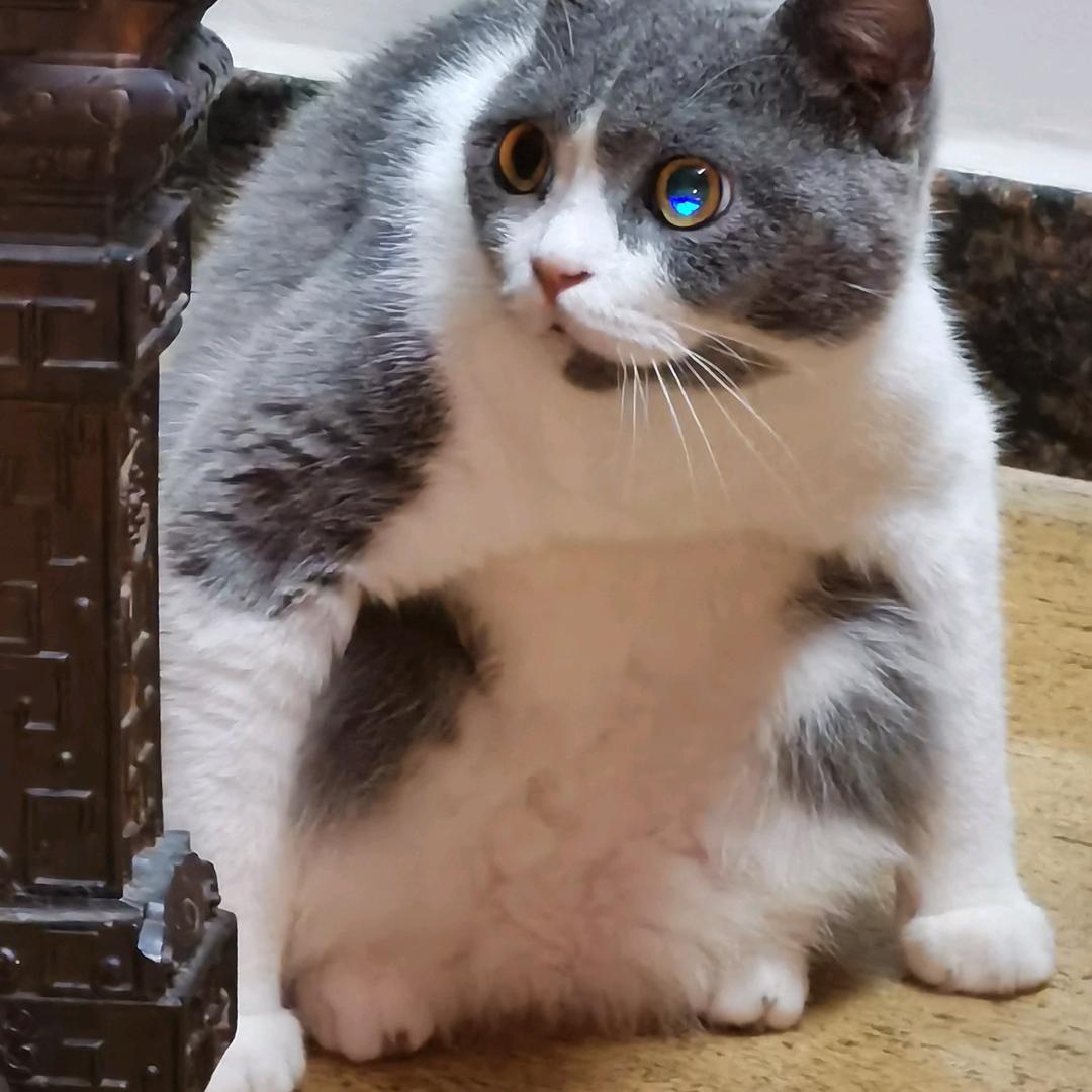 吉良猫猫
