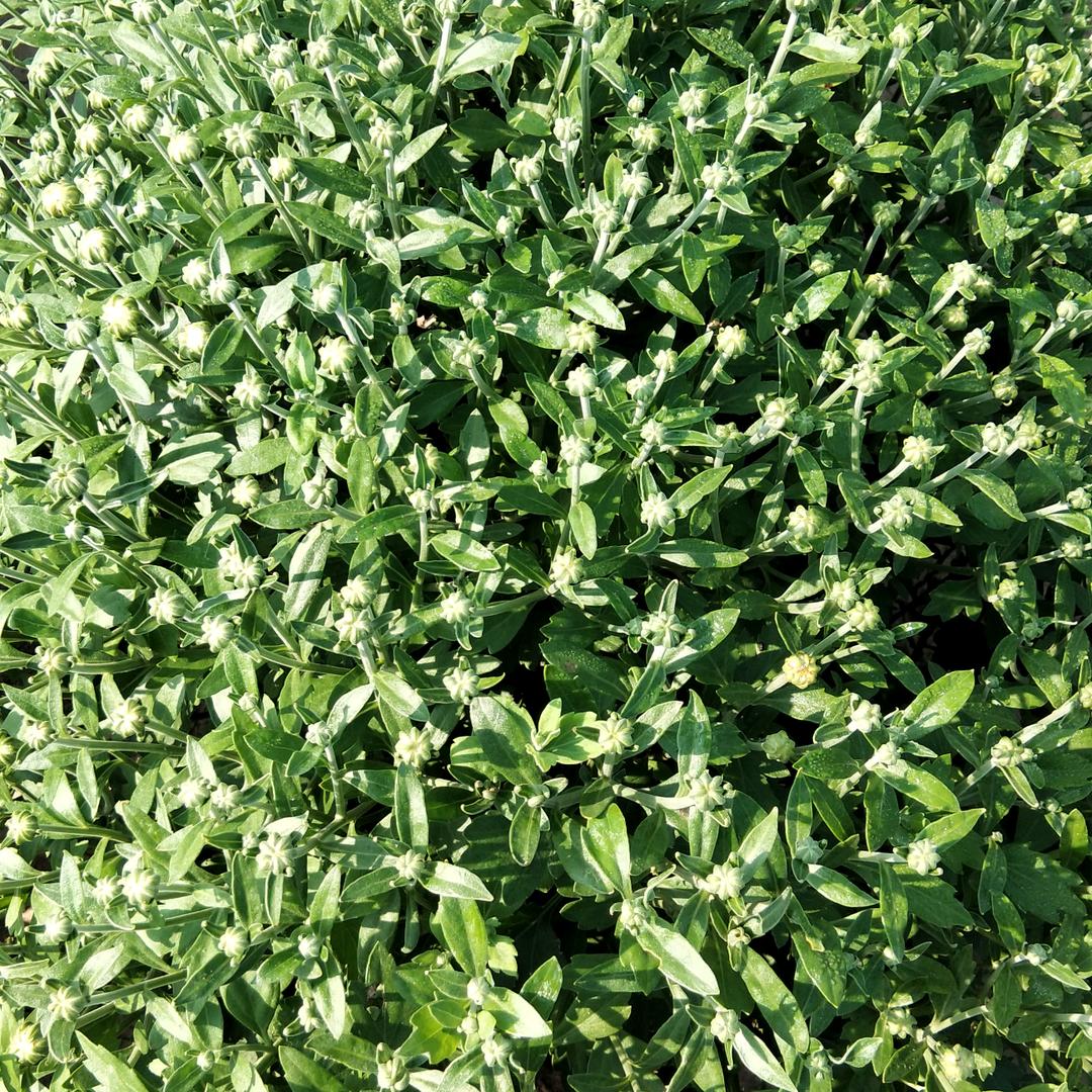 各种菊花茶，欢迎亲们品尝