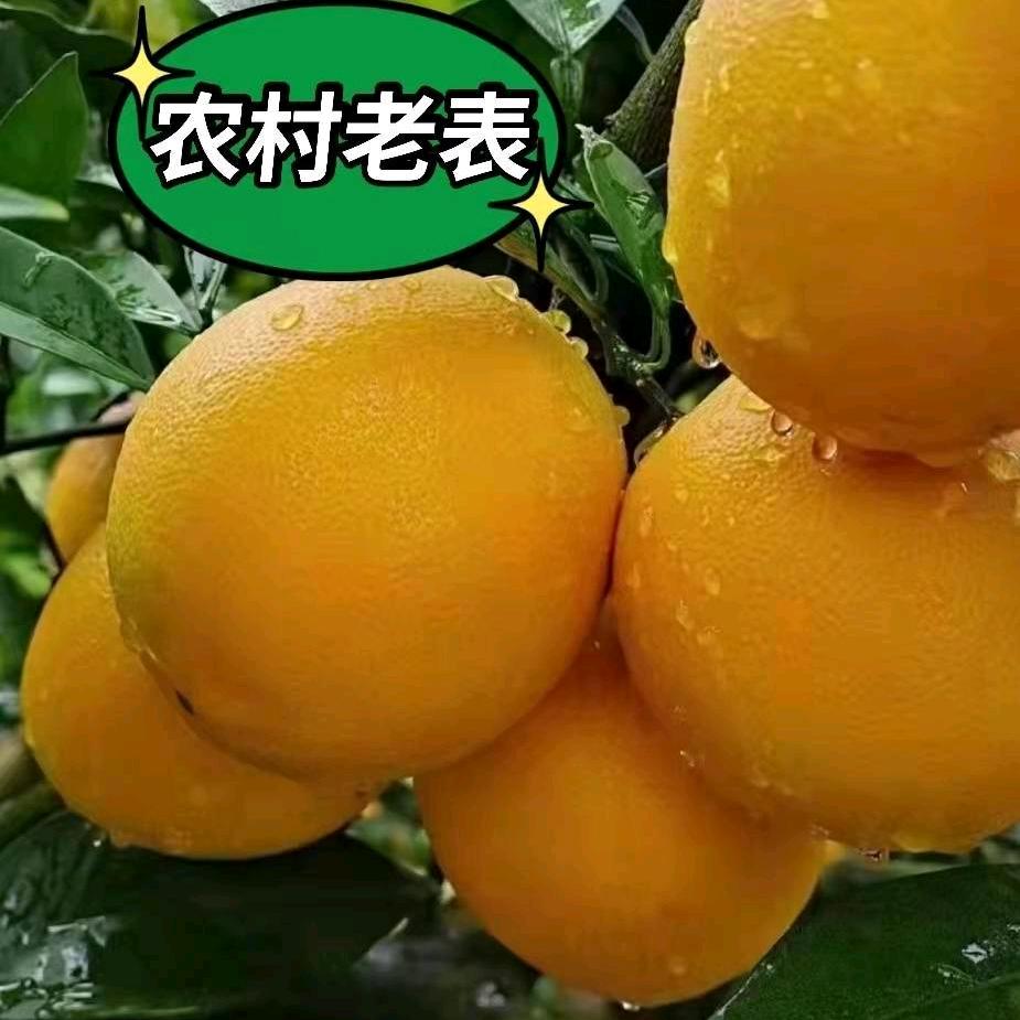 信丰农村老表赣南脐橙