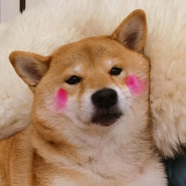 柴犬腮红小丸子(妹妹)