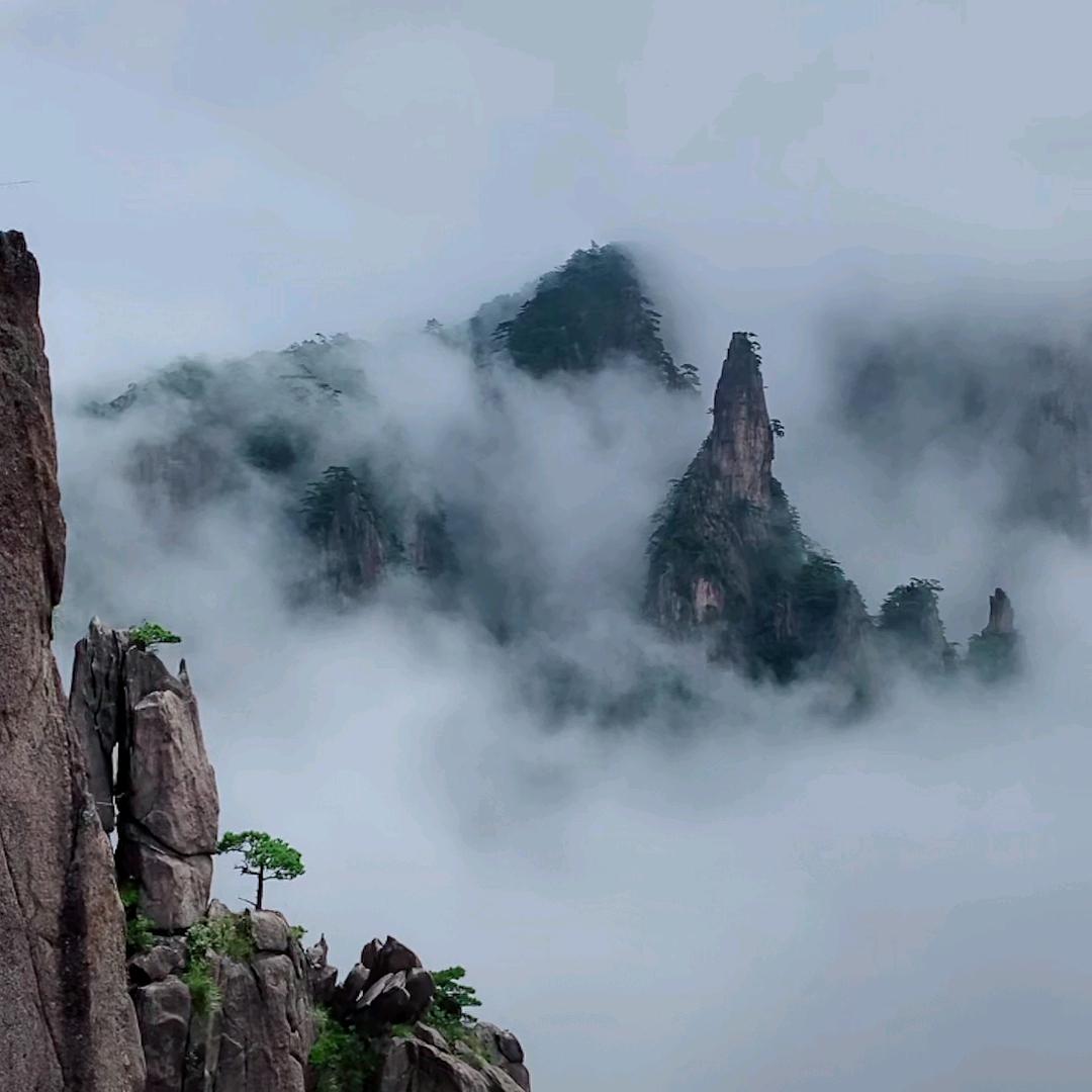 飞舞的柳絮
