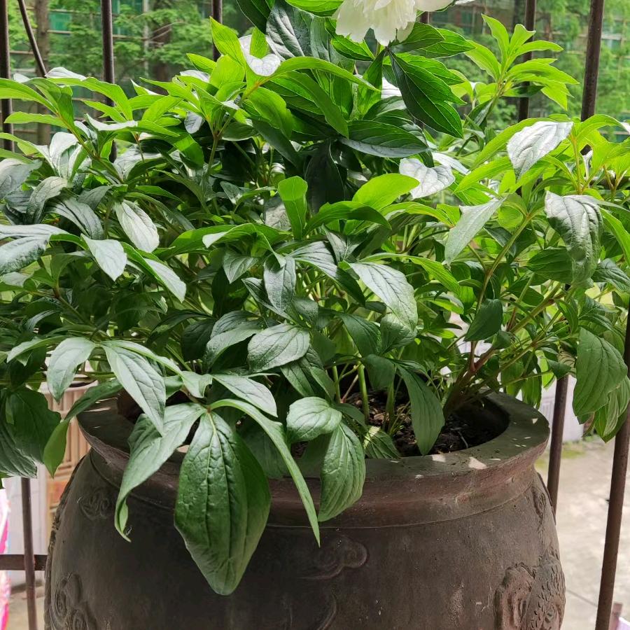 荣花富贵