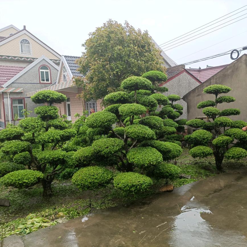 黄杨基地（缘艺苗木经营）种植户