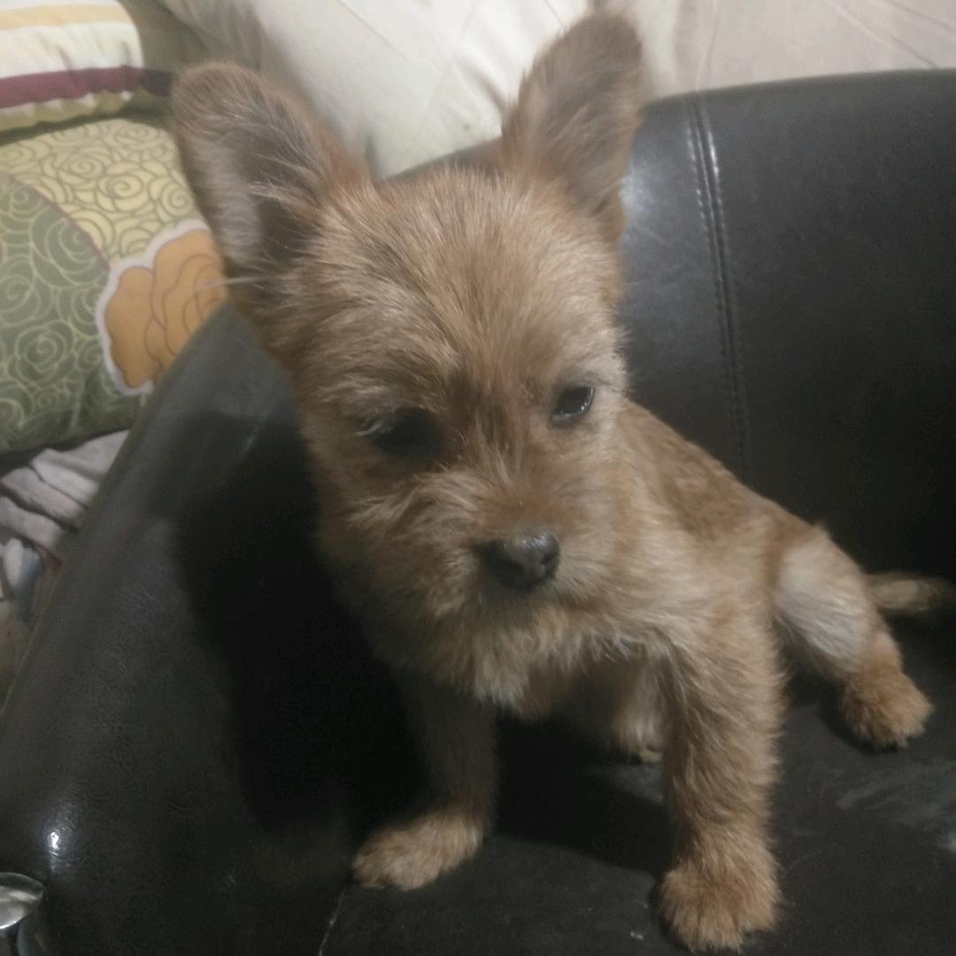 慈心堂流浪动物基地