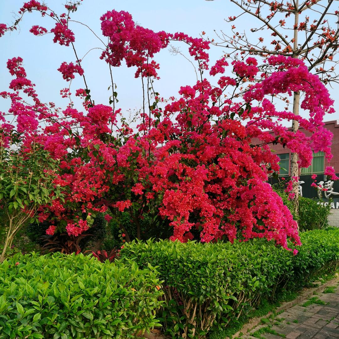 🎋阳光竹叶🎋