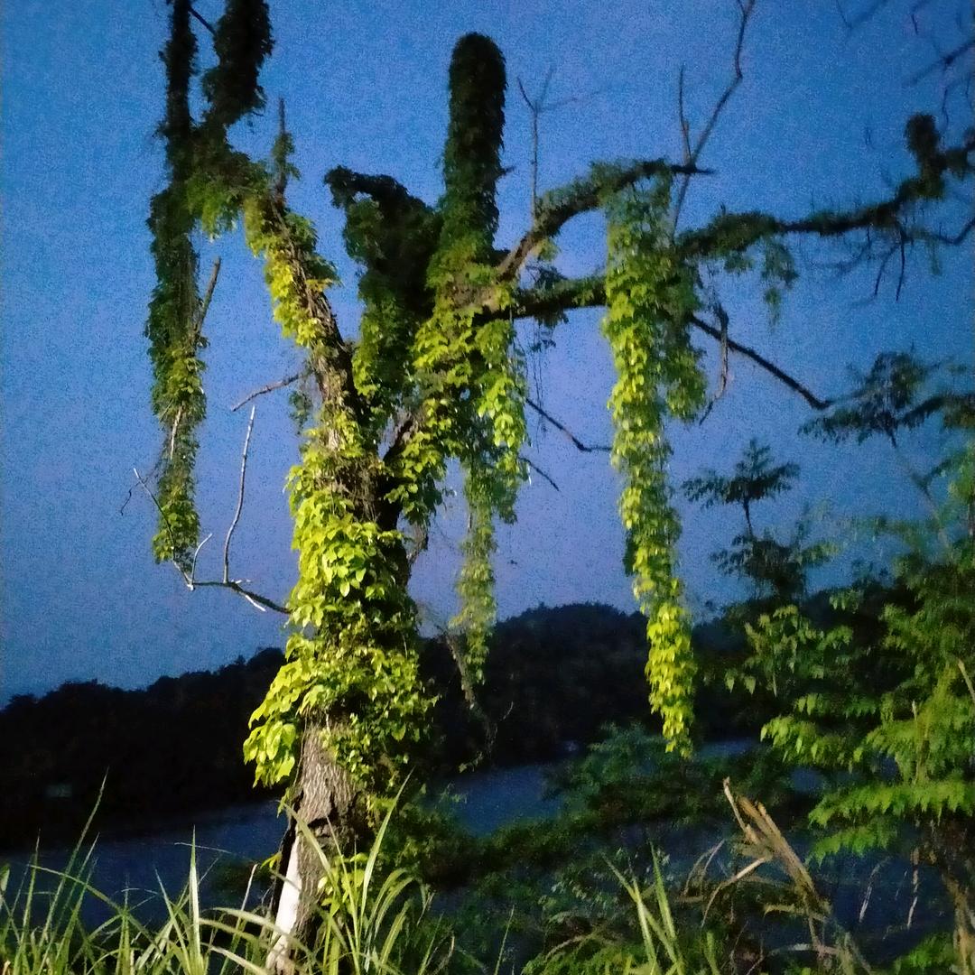 本草刚目