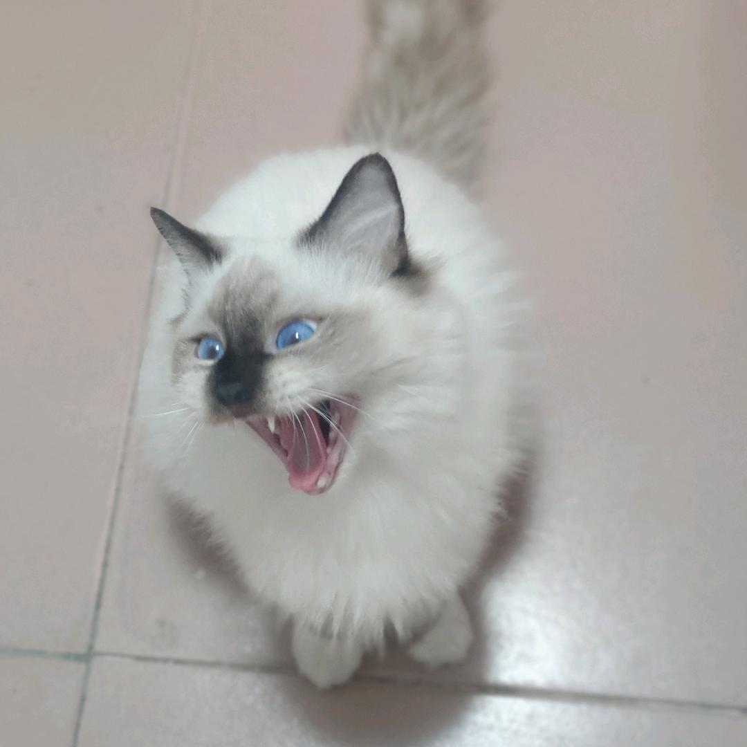 耶