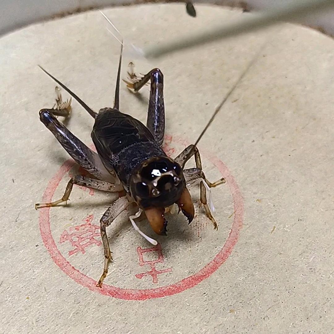 宁阳冲冲蟋蟀用具