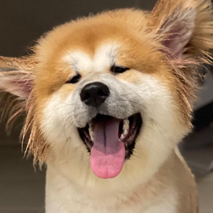 胖巴