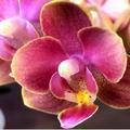 小杰的兰花Orchids