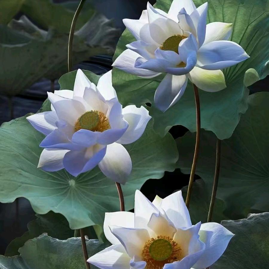破晓