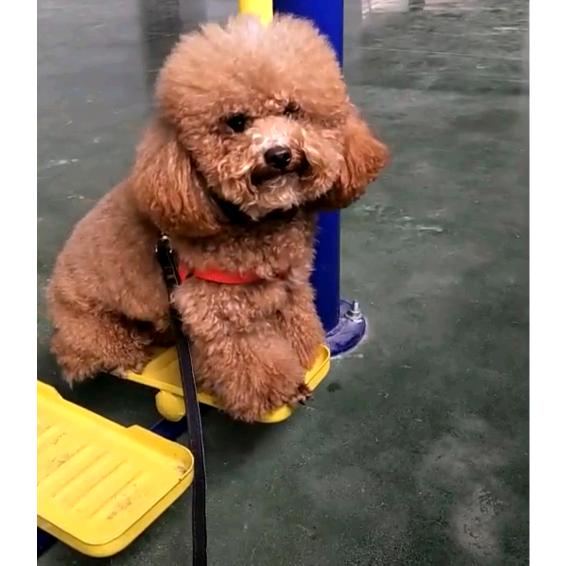 群姐姐