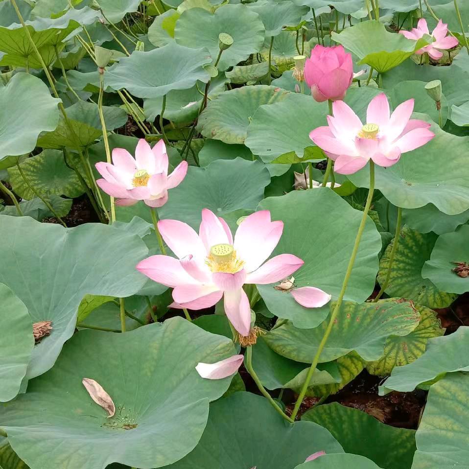 温哥
