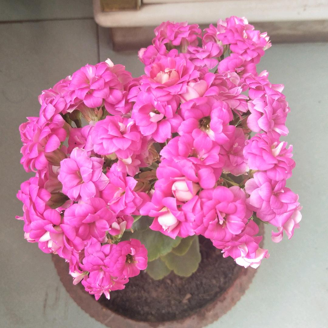 最美的花