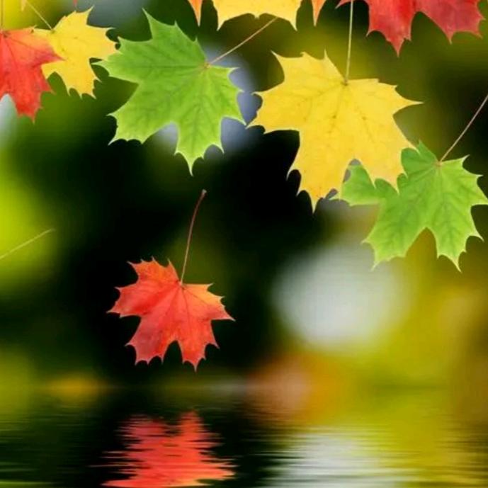 🍁枫叶🍁