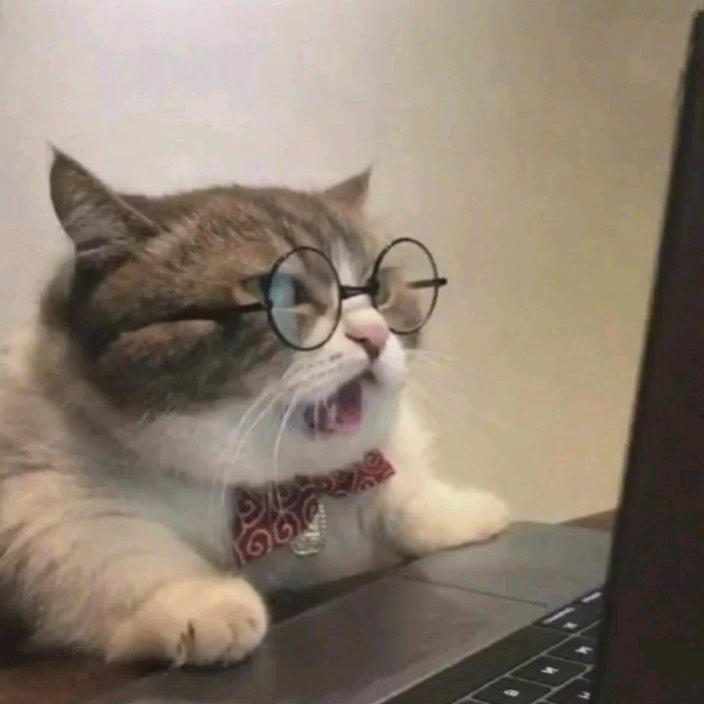 可爱猫猫