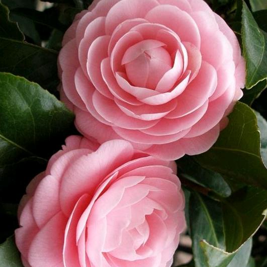 淡然一笑🌹