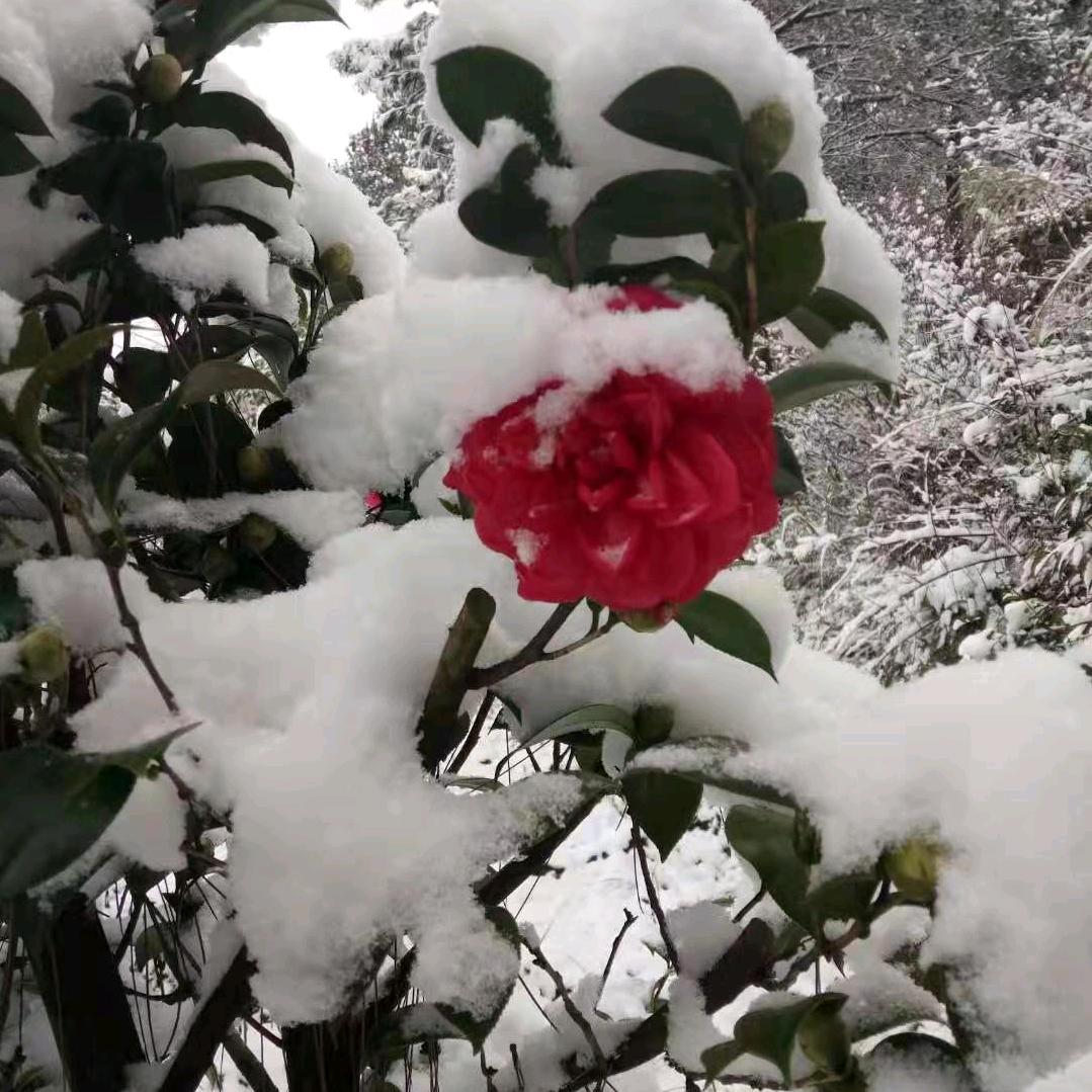 南北花卉绿植