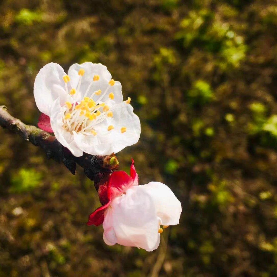 周