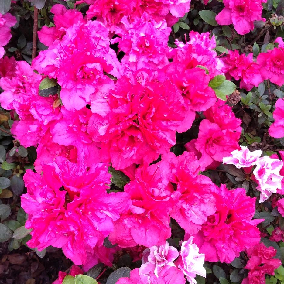 🍎🌹🌹欣茹愿🌹🌹🍎