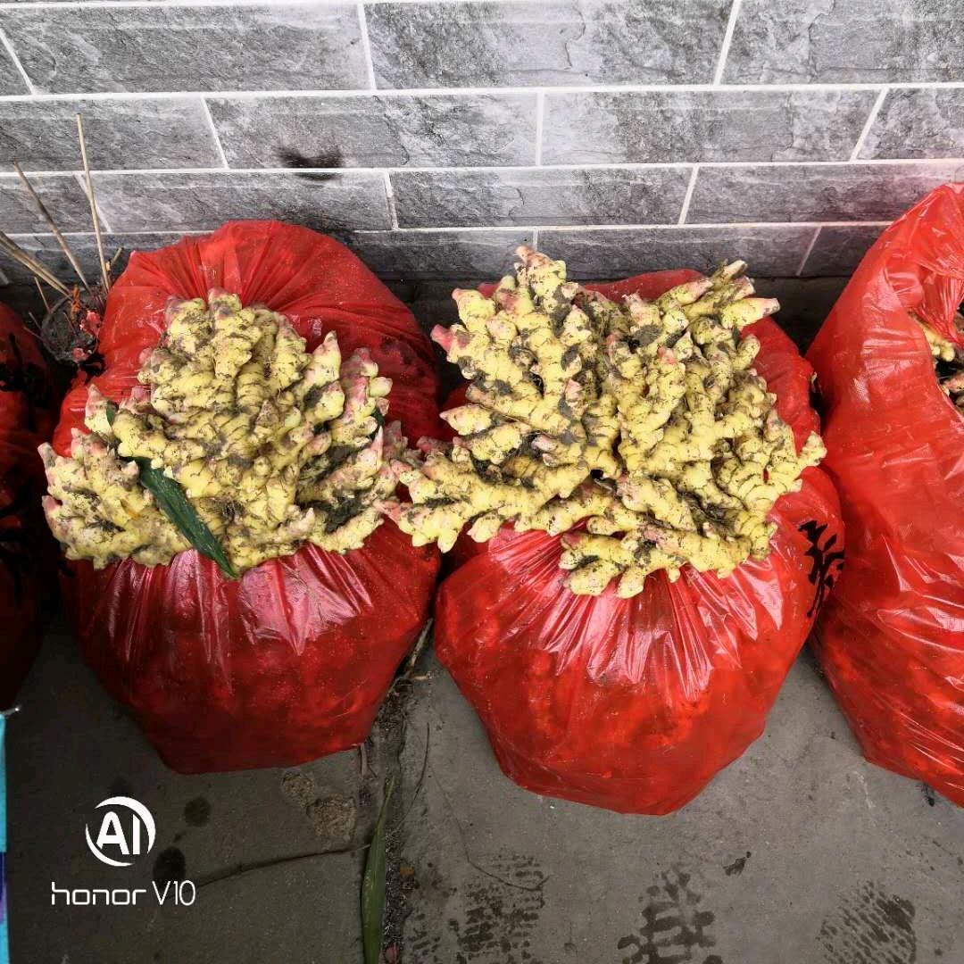 🌈🌈汝城县宏鑫生姜