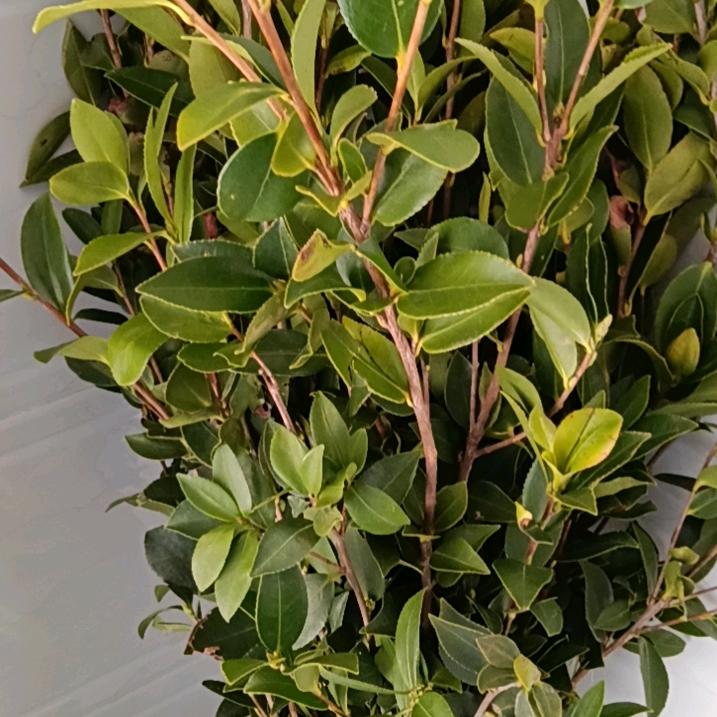 幸福花