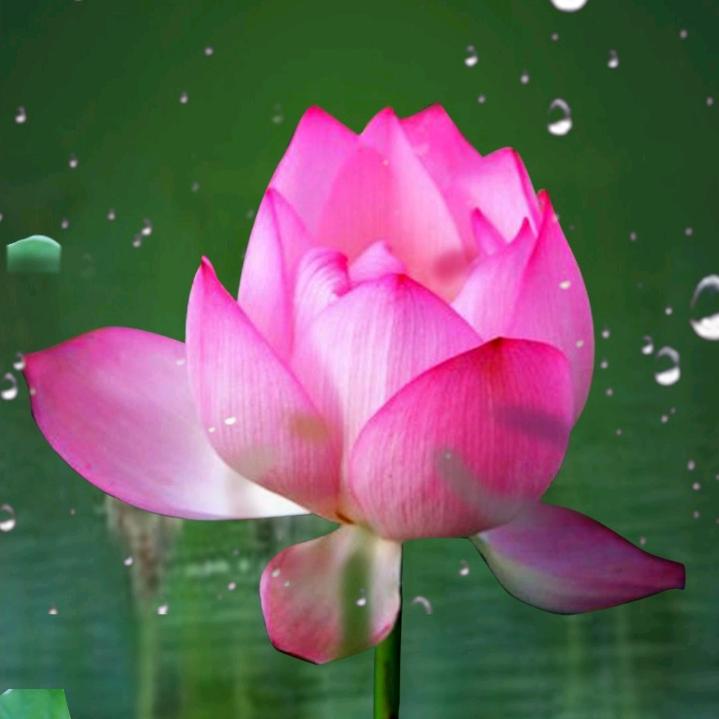 眼不流泪心流泪