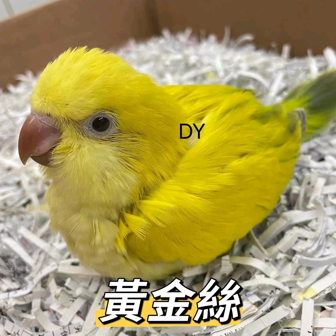 鹦鹉小奇哥